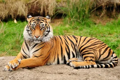Тигр на двух лапах | Tiger images, Tiger, Tiger drawing
