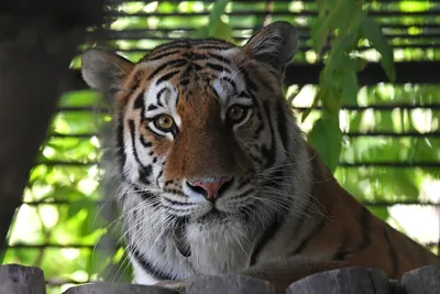 Фотообои Красивый тигр Nru95622 купить на заказ в интернет-магазине