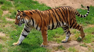 Тигр на охоте бежит за ланью В …» — создано в Шедевруме