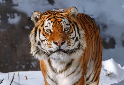 Красивый амурский тигр на берегу …» — создано в Шедевруме