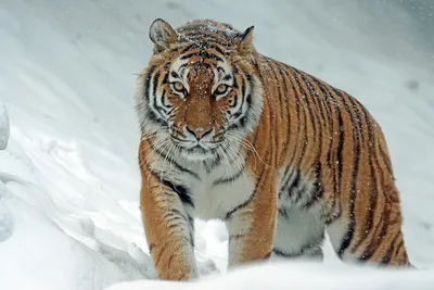 В Приморье на фото попал тигр \"с семью лапами\" - РИА Новости, 11.01.2022
