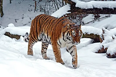 Скачать обои тигр, животные, тигренок, дикие кошки, тигры разрешение  1920x1200 #171088