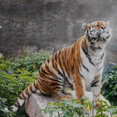 Обои тигр, хищник, трава, большая кошка, дикая природа картинки на рабочий  стол, фото скачать бесплатно