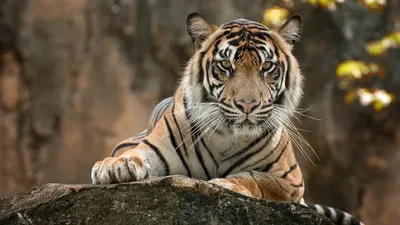 Tiger на прозрачном фоне, white tiger, Tiger Cat, tiger, black Tiger,  endangered Species, Bengal tiger, roar, lossless Compression, cape | Anyrgb
