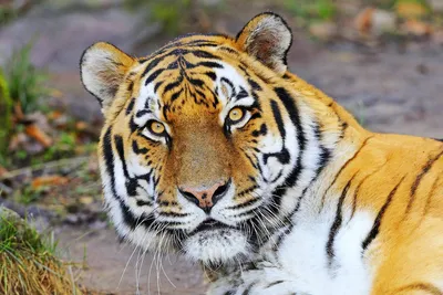 Тигр на белом фоне | Премиум Фото