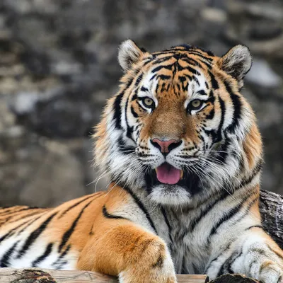 обои с белым тигром, животные, зоопарк, белый тигр фон картинки и Фото для  бесплатной загрузки