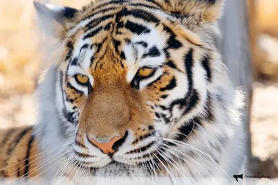 Что за лев этот тигр! Как в России сохраняют популяцию полосатых хищников