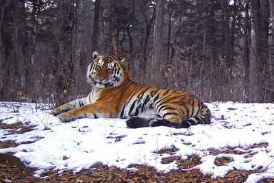 Тихий час: спящий амурский тигр попал на снимок фотоловушки в Приморье -  Новости РГО