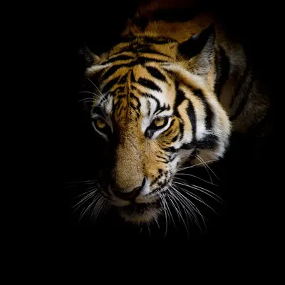 Тигр на воде · Бесплатные стоковые фото