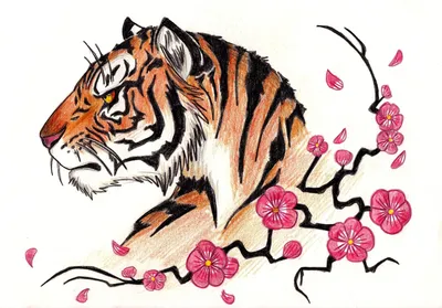 Тигр рисунок легкий для срисовки - 48 фото