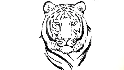 Тигр боком рисунок - 70 фото