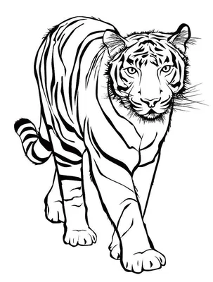 Тигр для срисовки легко - 57 фото