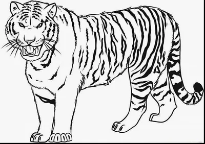 Рисунок тигра для срисовки - 53 фото