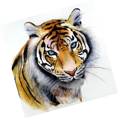 Картинки тигров для срисовки карандашом