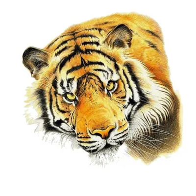 Тигр рисунок карандашом легкий (50 фото) » Рисунки для срисовки и не только