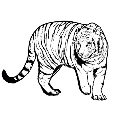 Тигр рисунок - 53 фото