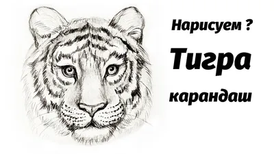 Картинки тигра для срисовки (20 фото) – Роздрукувати Безкоштовно