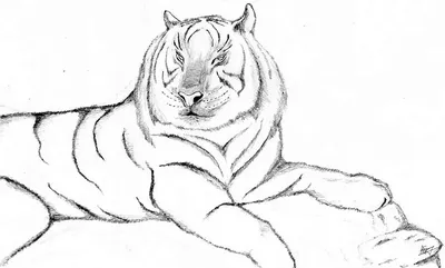 Как нарисовать сидящего тигра поэтапно 4 урока