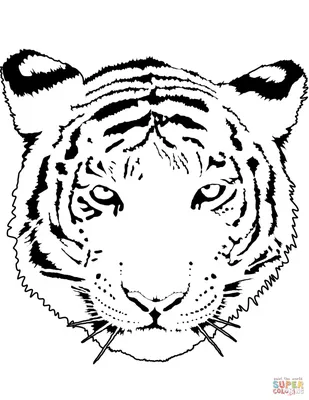 Эскизы тигра (75 фото) • Прикольные картинки и позитив