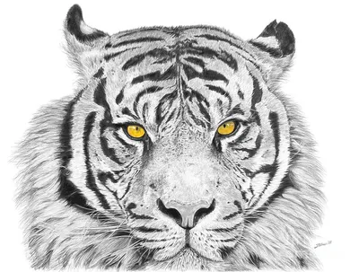 Рисунки тигров для срисовки (70 фото) ✏