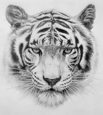 Мультяшное лицо тигра - 62 фото