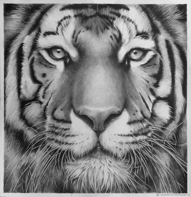 Портрет тигра, бумага, карандаш, 40х40 – заказать на Ярмарке Мастеров –  DF2WDBY | Картины, Москва