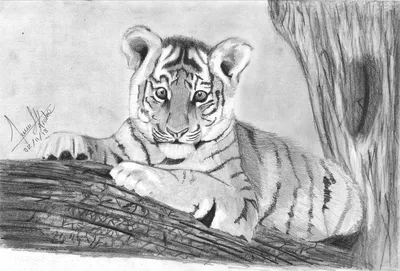 Рисунок тигренка карандашом - 50 фото
