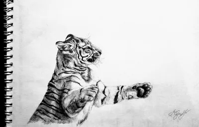 Рисунок карандашом \"Тигр\" | Пикабу