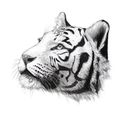 Рисуем тигра акварелью - Краски - Фотоуроки - Искусство рисования-пошаговое  руководство