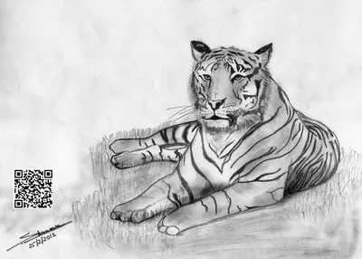 Чертеж карандаша портрета стороны тигра на бумаге Стоковое Изображение -  изображение насчитывающей бумага, бело: 81194863
