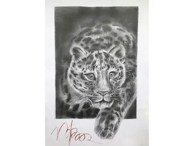 Тигр карандашом оскал (30 шт)