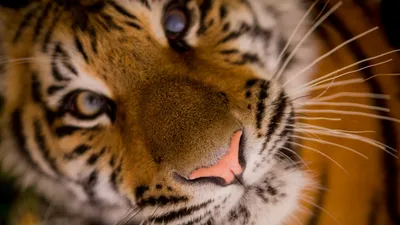 Покалеченный похитителем тигрёнок останется жить в Хабаровском крае -  AmurMedia.ru