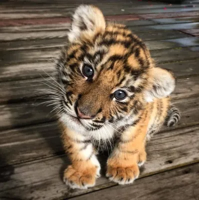 В крымском \"Тайгане\" родились редкие амурские тигры :: Новости :: ТВ Центр