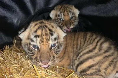 Администрация зоопарка опубликовала первые фотографии родившихся месяц тому  назад тигрят