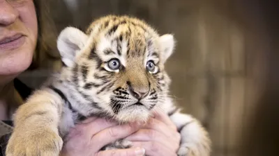 Имена для тигрят-близнецов выбирают жители Китая (ВИДЕО)