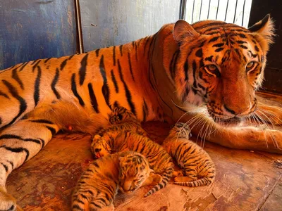 Амурских тигрят из столичного зоопарка назвали Ина, Ирис и Исла | Yle