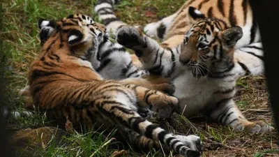 Четырех тигрят из России выпустят в Казахстане для возрождения популяции -  09.09.2022, Sputnik Казахстан