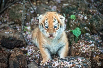 Во Владимире цирковая тигрица родила рекордные пять тигрят
