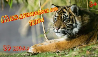 Выводок из пяти амурских тигрят впервые заметили в дикой природе - Новости  РГО