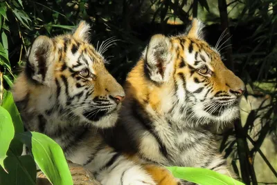 Лондонский зоопарк опубликовал фото новорождённых тигрят | Афиша Лондон