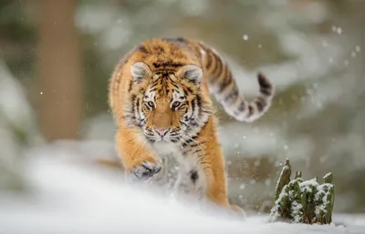 ФОТО) В кишиневском зоопарке показали месячных тигрят - Nokta