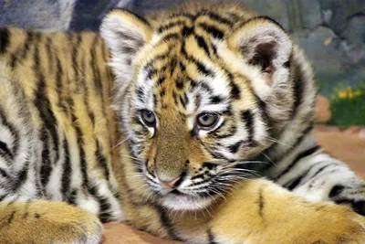 Детеныши амурских тигрят родились в Новосибирске | РИА Новости Медиабанк