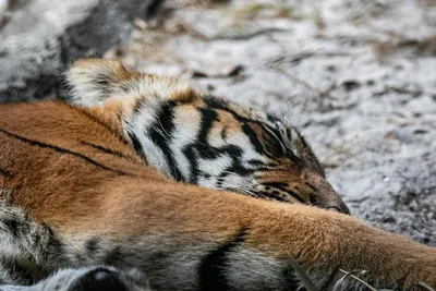 Для возрождения популяции: в Казахстане выпустят четырех тигрят из России