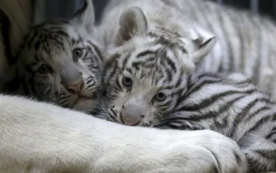 Правда ли, что популярная фотография изображает тигрицу, «усыновившую»  поросят вместо умерших тигрят? - Проверено.Медиа