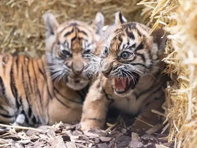 Рождение двух тигрят в зоопарке Лимпопо 2022