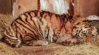 Названа причина гибели тигрят, обнаруженных под крыльцом дома в Хабаровском  крае