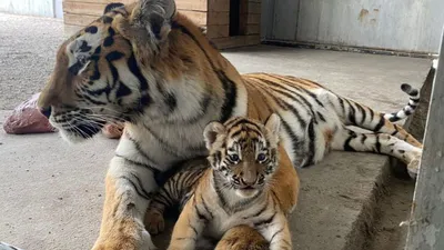 В Хабаровском крае нашли двух мёртвых тигрят