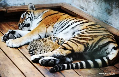 Опубликованы невероятные фото тигрят из барнаульского зоопарка | ОБЩЕСТВО |  АиФ Барнаул