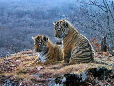 В казанском цирке родились четверо тигрят - Новости - Официальный портал  Казани