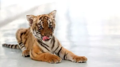 Десять амурских тигрят родились в нацпарке \"Земля леопарда\" за год -  Новости РГО